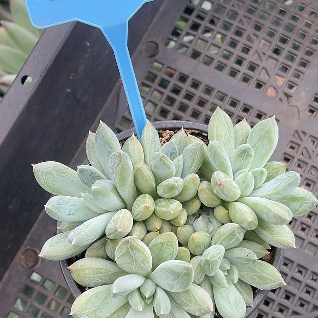 多米美人多肉植物069