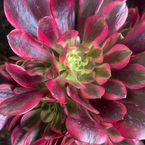 法师凤冠2颗多肉