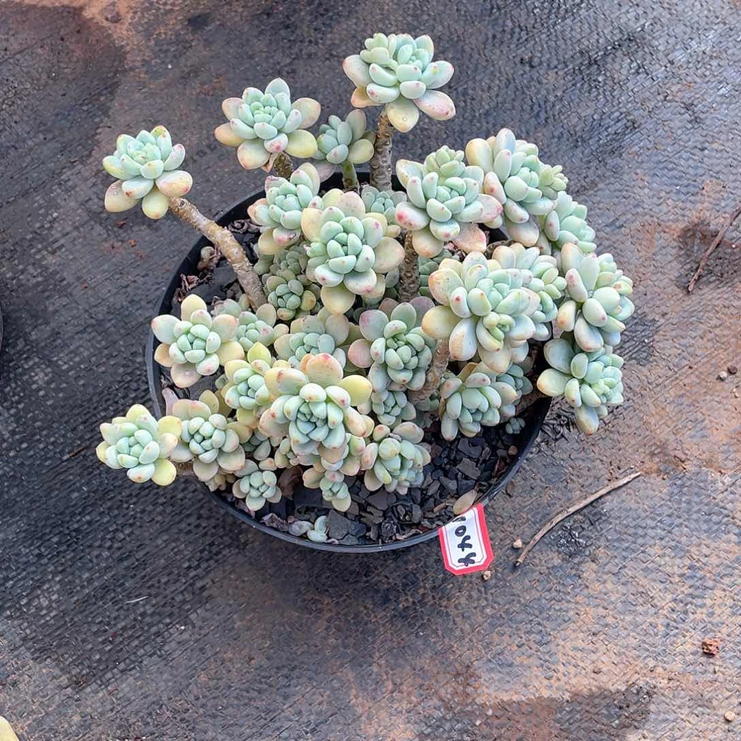 1044劳尔 一物一拍多肉