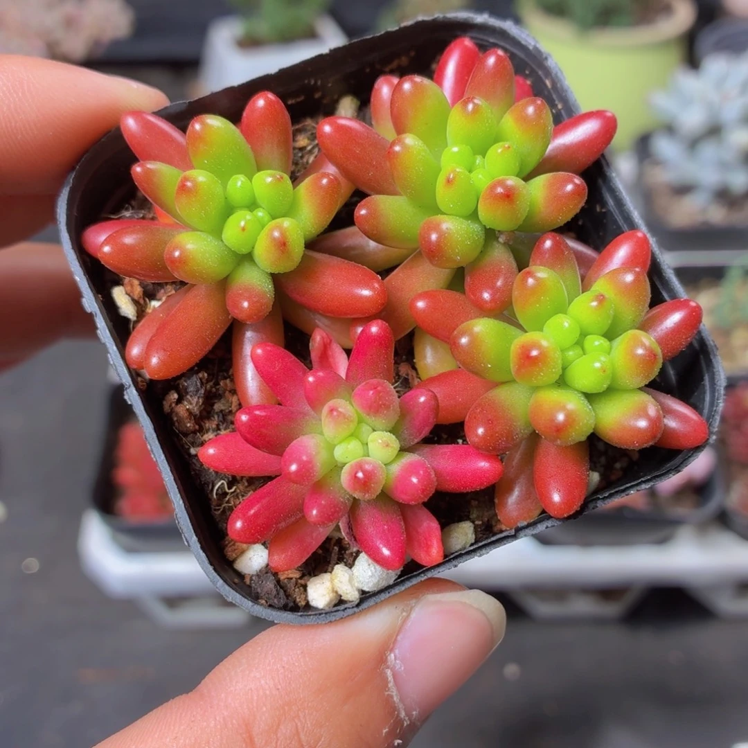 虹之玉多肉9.9包邮发货