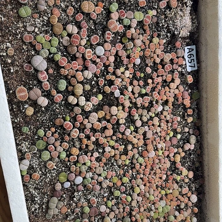 生657石花整筐脱土发货