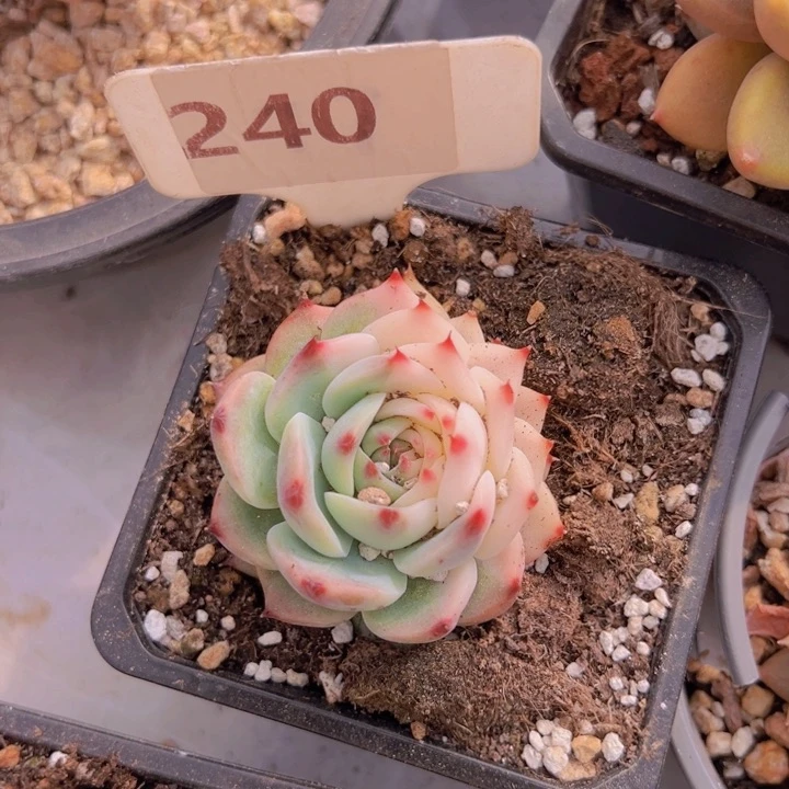 健健康康平平安安