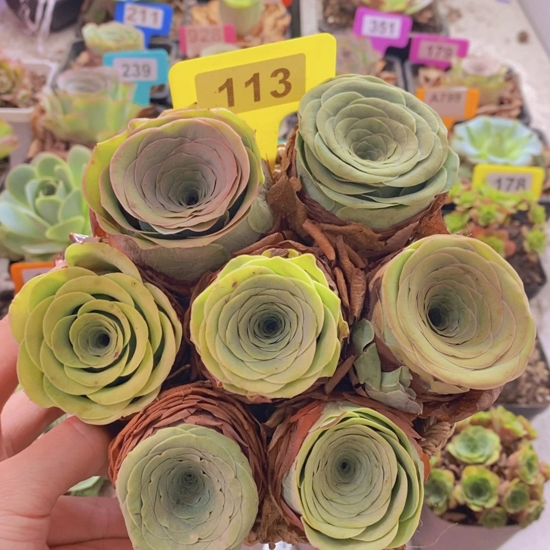 山地玫瑰一物一拍精品花篮113