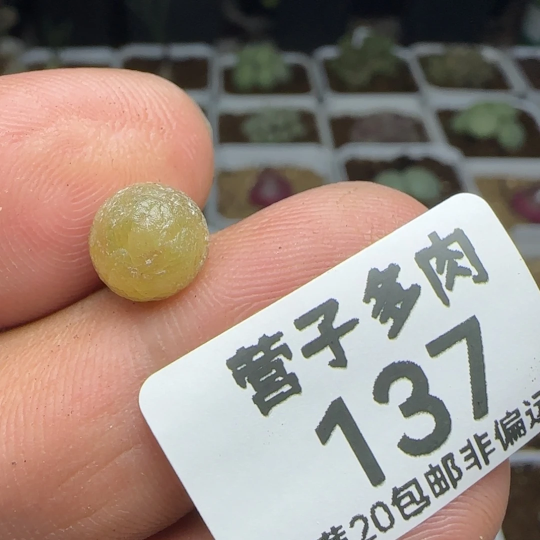 哈莫0.8➕福利。