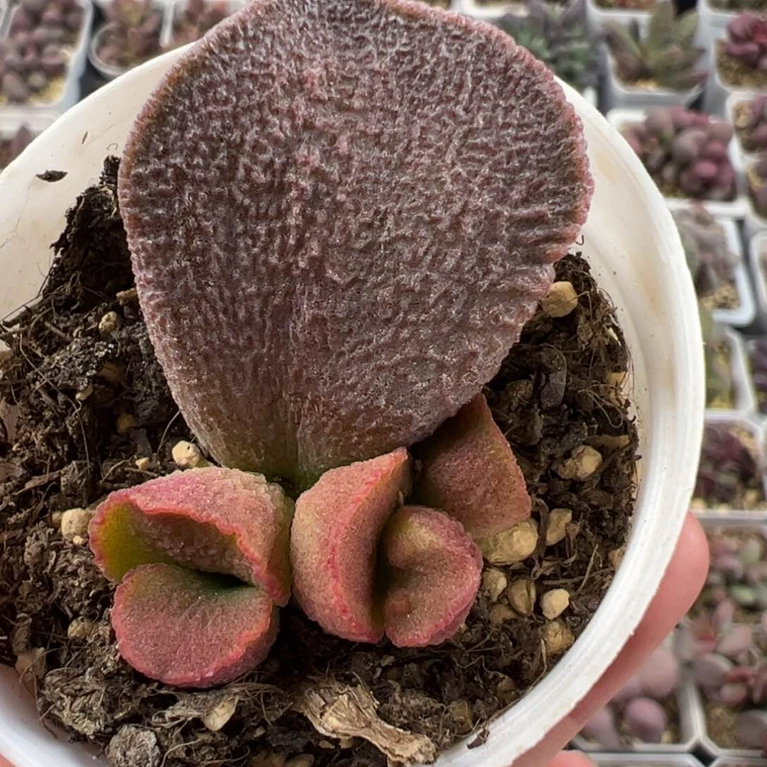 实生底叶苗芭蕉扇叶型多肉植物