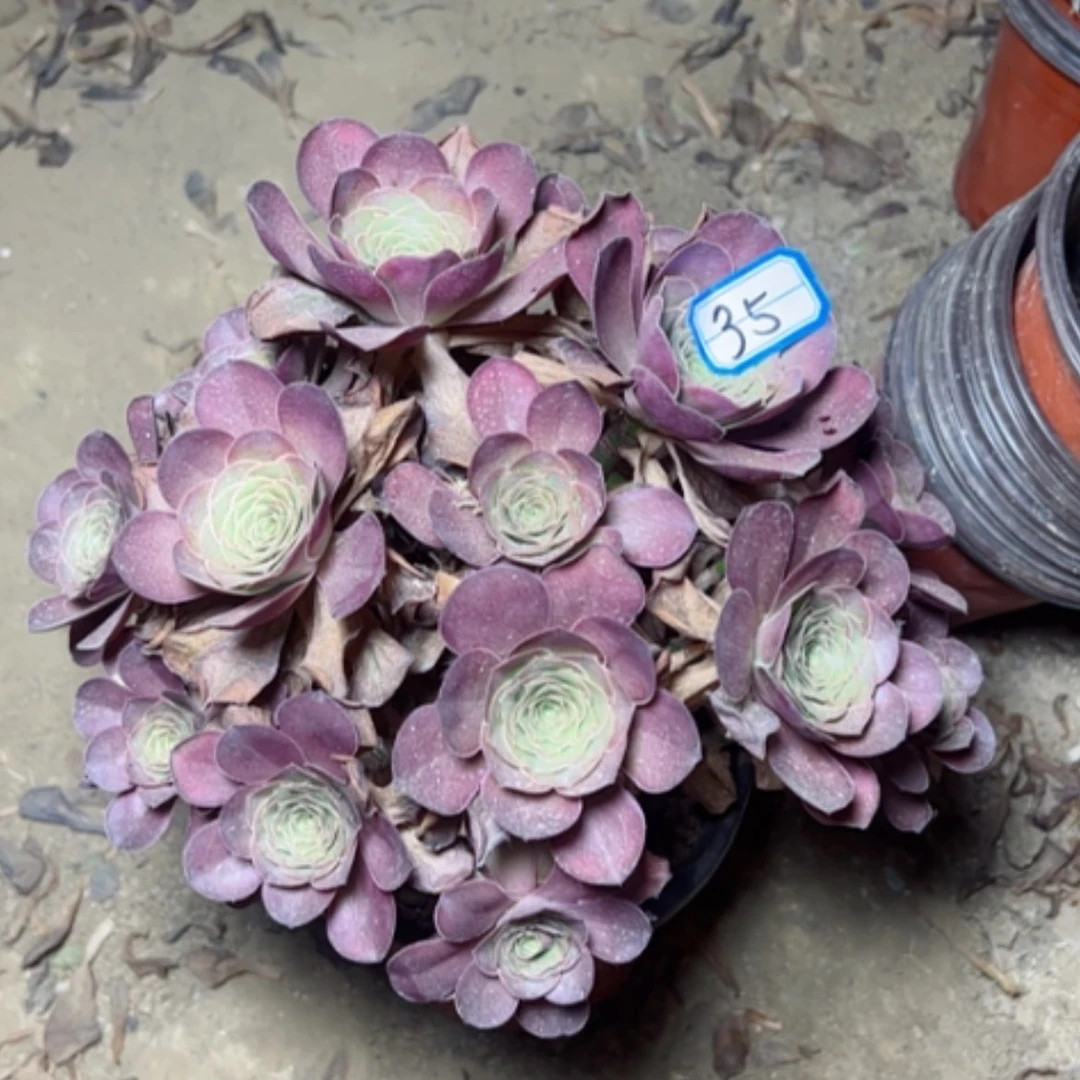 【闪购商品】用****7魅金35