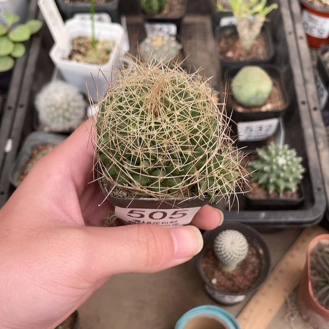 505琴丝（满18包邮）