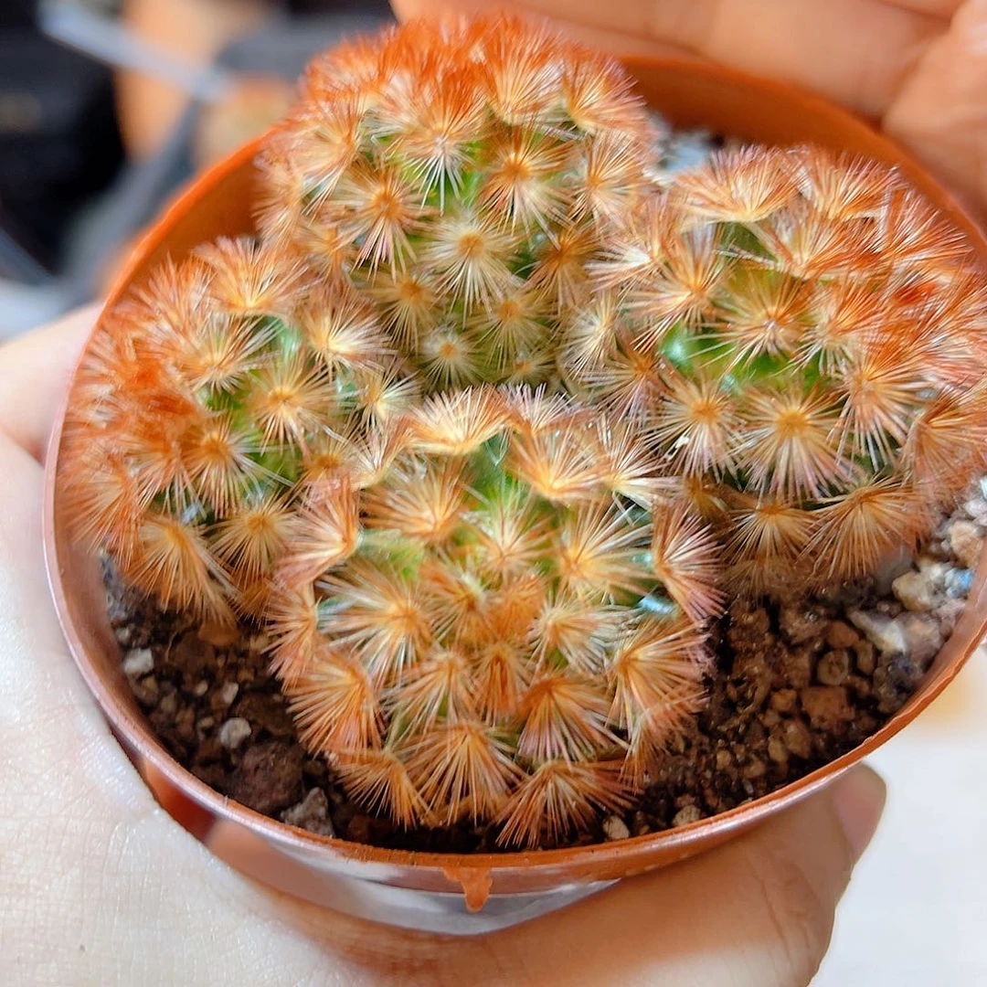 泰系实生4头红刺嘉文丸8公分