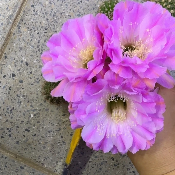 238彩草贵妇歪4公分左右无根侧牙，20包邮