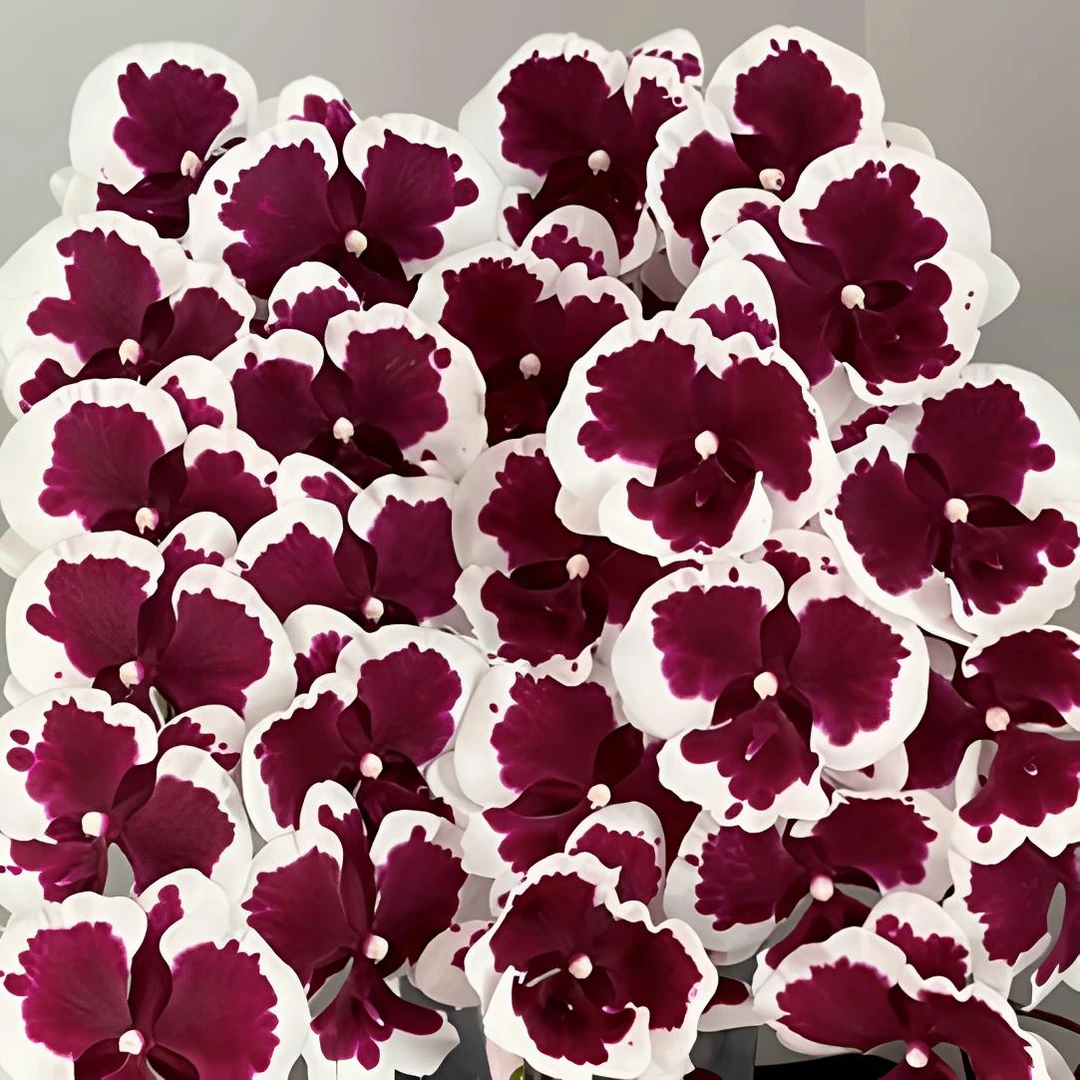 无花剑【残次黑白郎君】苗子蝴蝶兰室内盆栽花卉植物