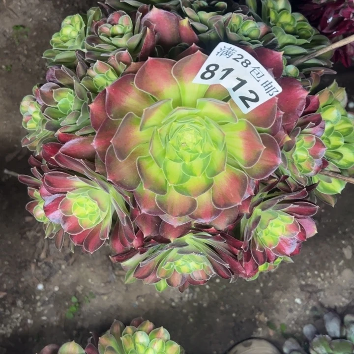 8112韶华多肉植物