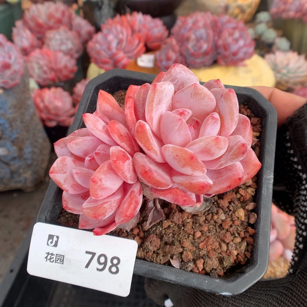 798雪天使多肉植物6666