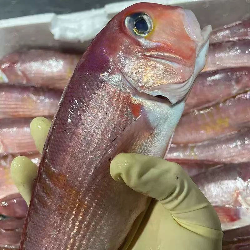 【东海野生斧头鱼】马面鱼新鲜水产
