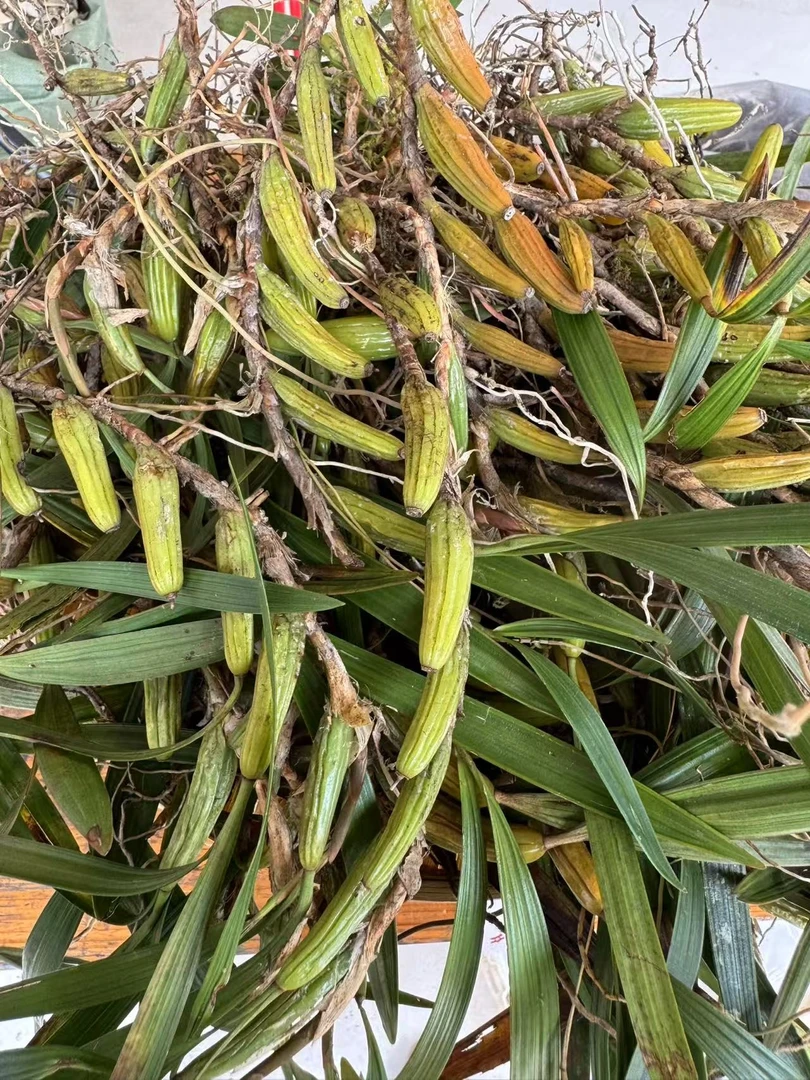 新鲜石橄榄、石仙桃煲汤煮水