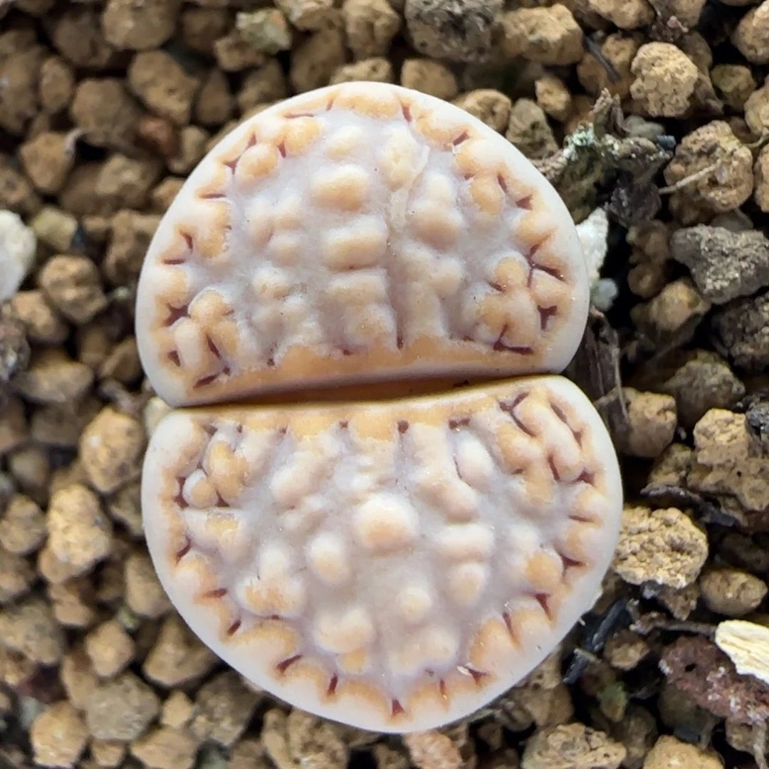 6.1。216饼干。9062