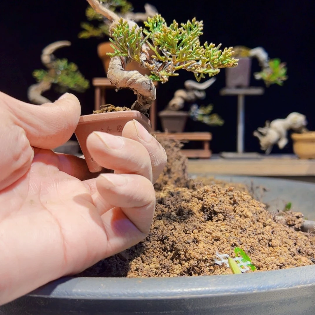 无花朵盆景111111111