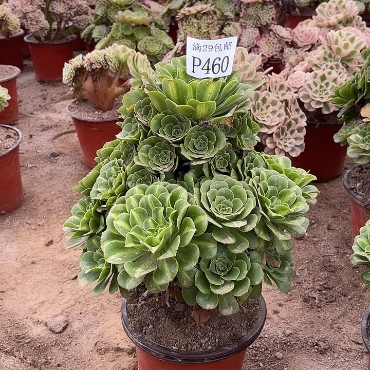 460翡翠多肉植物