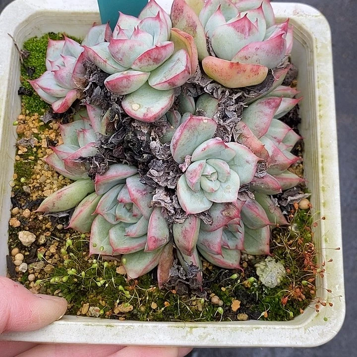 @****见685多肉植物老桩