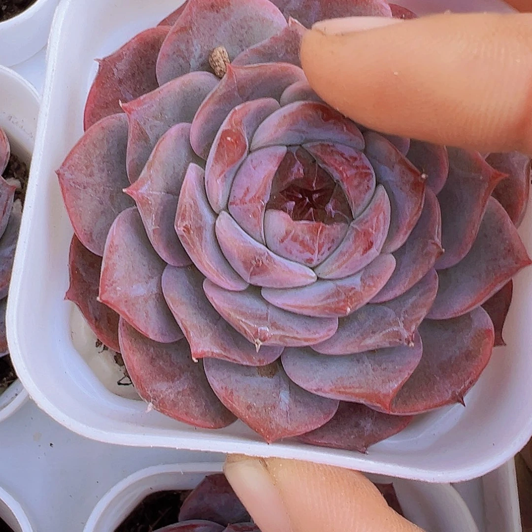 紫雾19包邮多肉植物