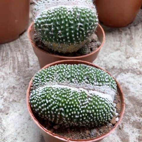 两盆松露缀仙人球15米仙人球