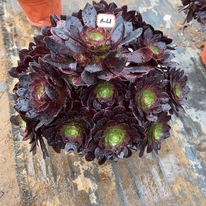 11-21赤焰莲多肉植物