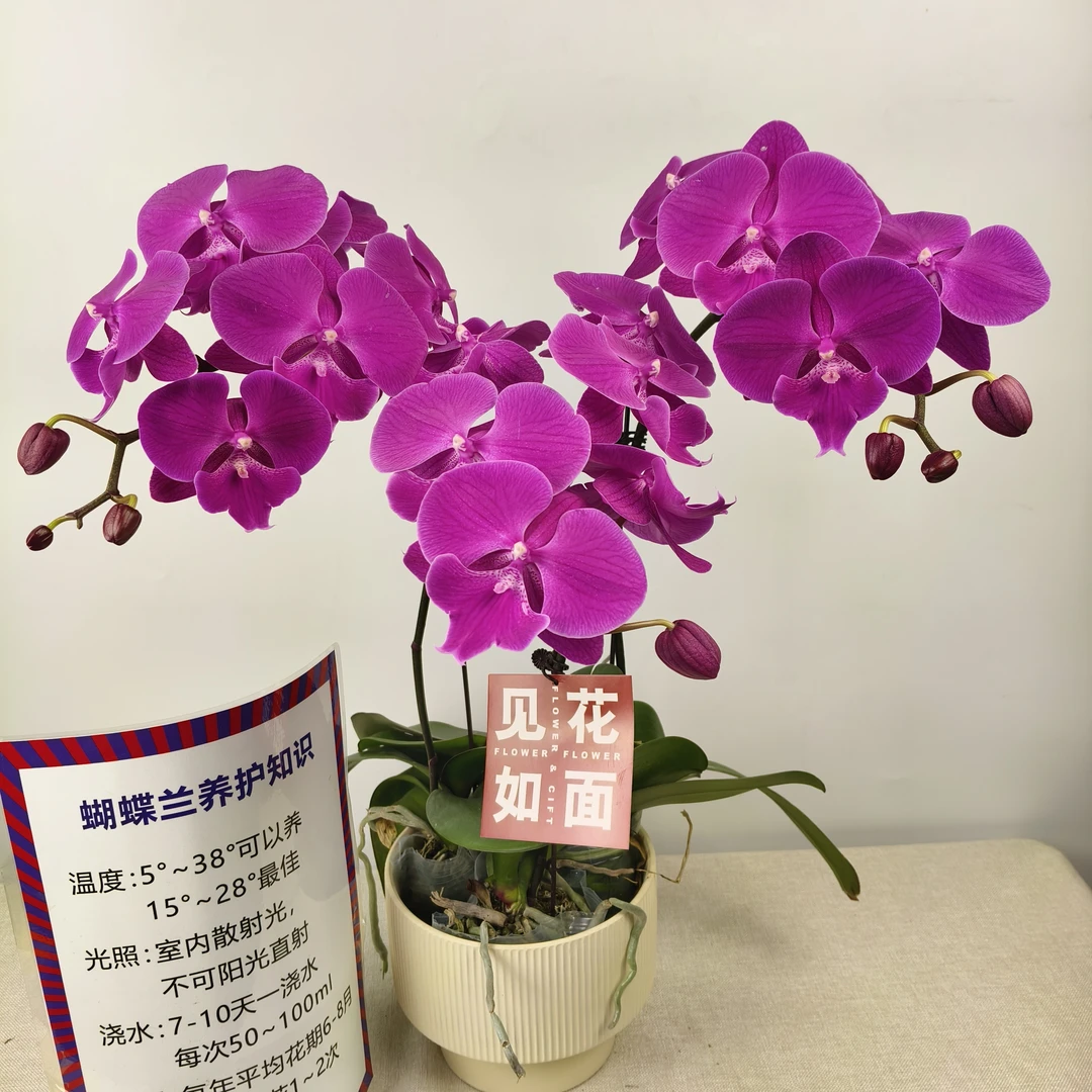 蝴蝶兰【大红鹰】花苗盆栽带花剑花苞客厅室内四季好养观赏