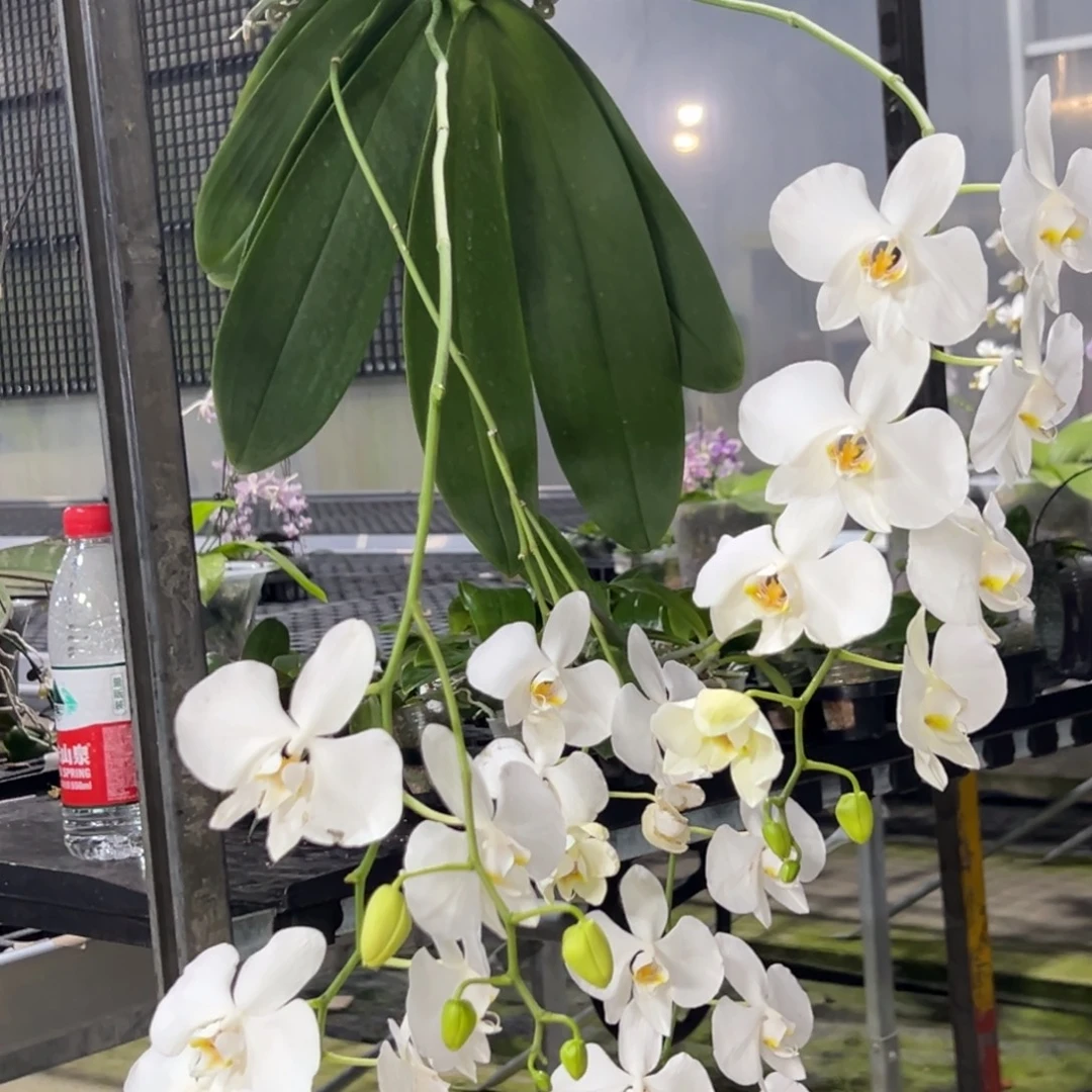 *****完全开放l336付噶阿嬷