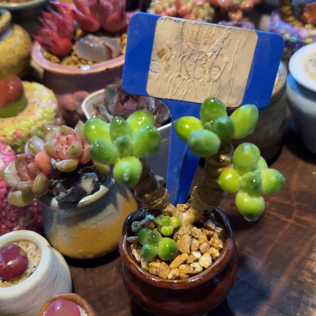 多肉植物星空美容老庄