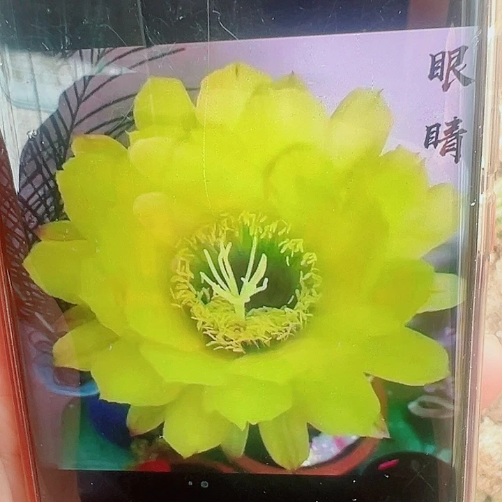 毛花柱绿眼睛带根   10公分