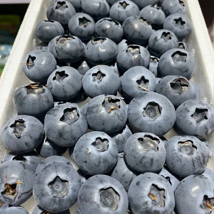 蓝莓22mm（毛重1斤）云南蓝莓云南省唐山市