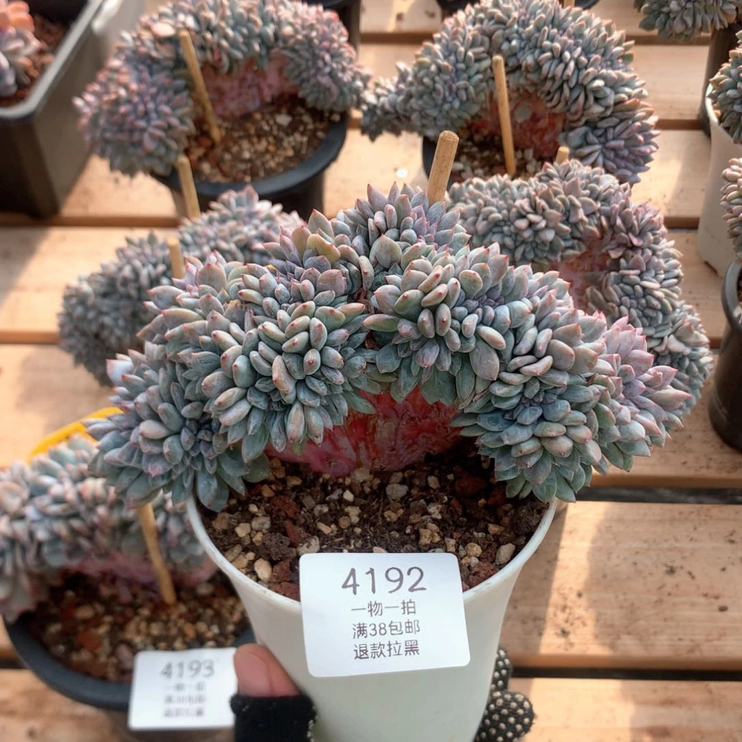 16厘米小树石榴籽缀4192
