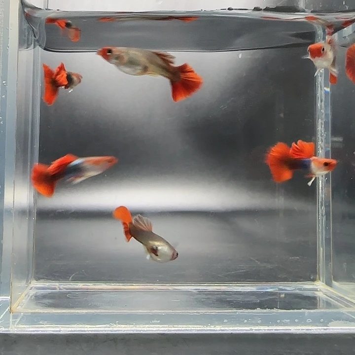 孔雀鱼红头折扇野生色3对