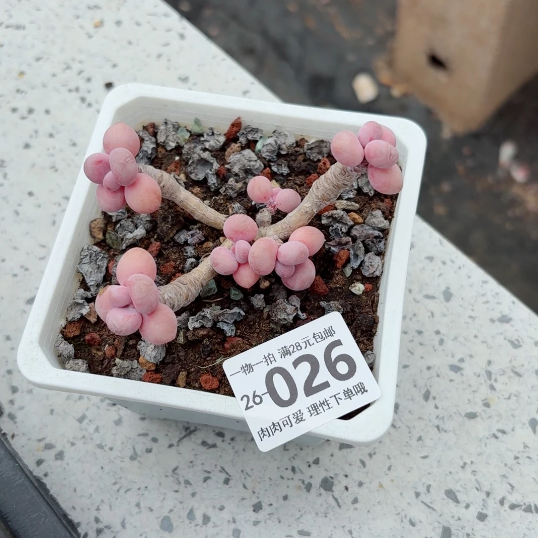 腰子蛋无盆土发货无