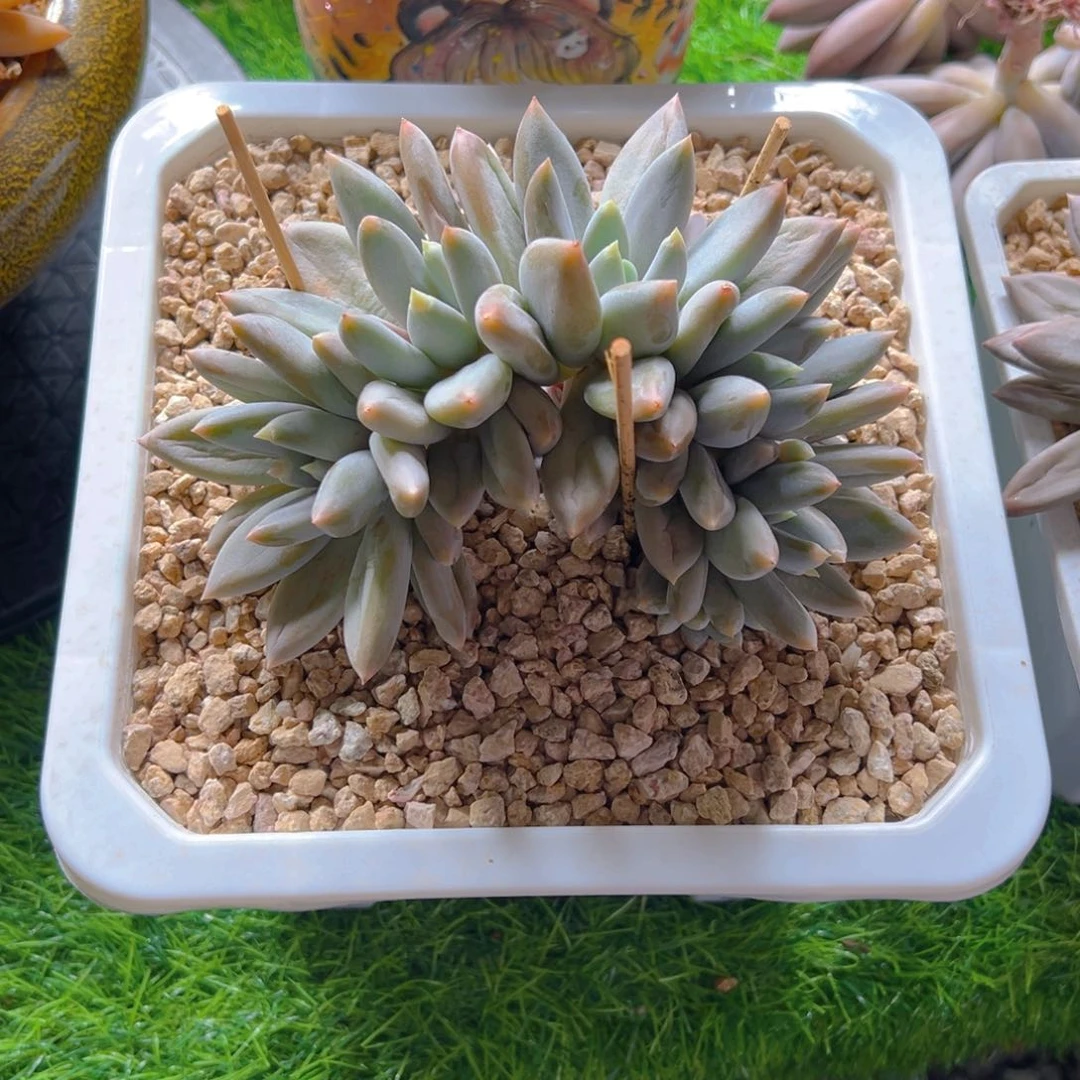 野草11111111111111111