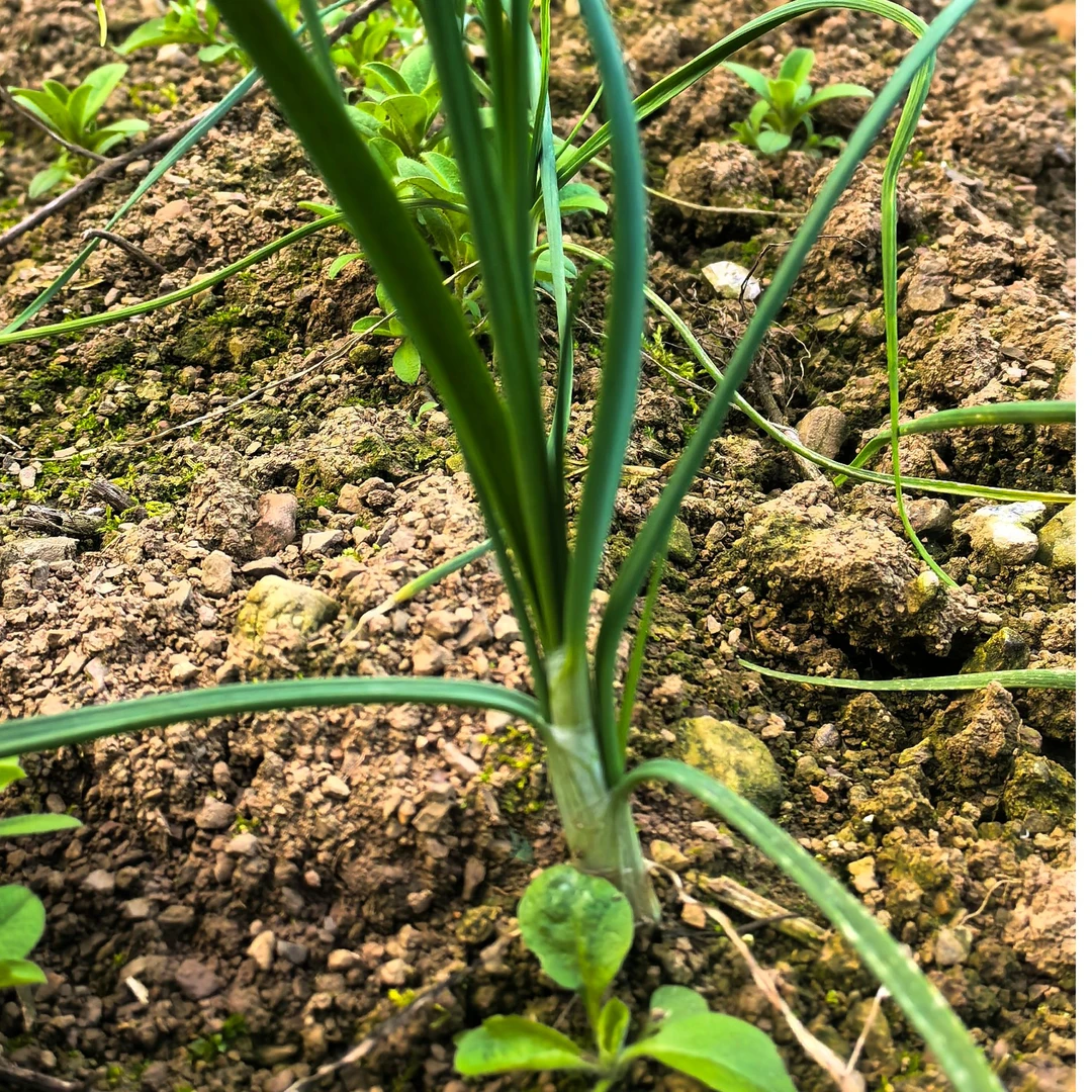 贵州野葱现挖现采让你的菜品吃出健康来