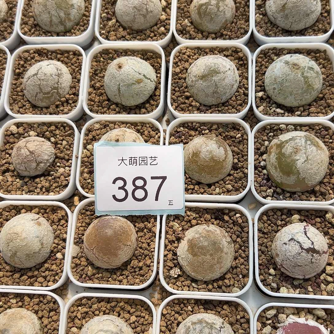 0000387量拍大灯泡1颗尺寸不低于2.0脱土发