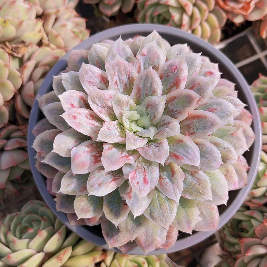 泡泡纱11公分99999999999