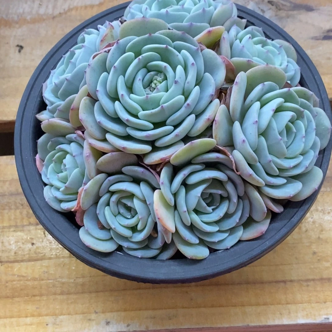 精品多肉一物一拍不包整46