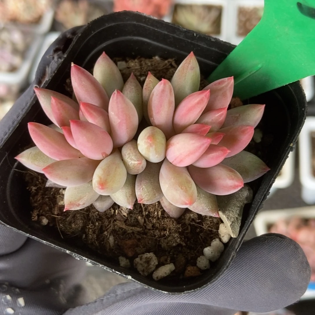 750虞美人多肉植物保护