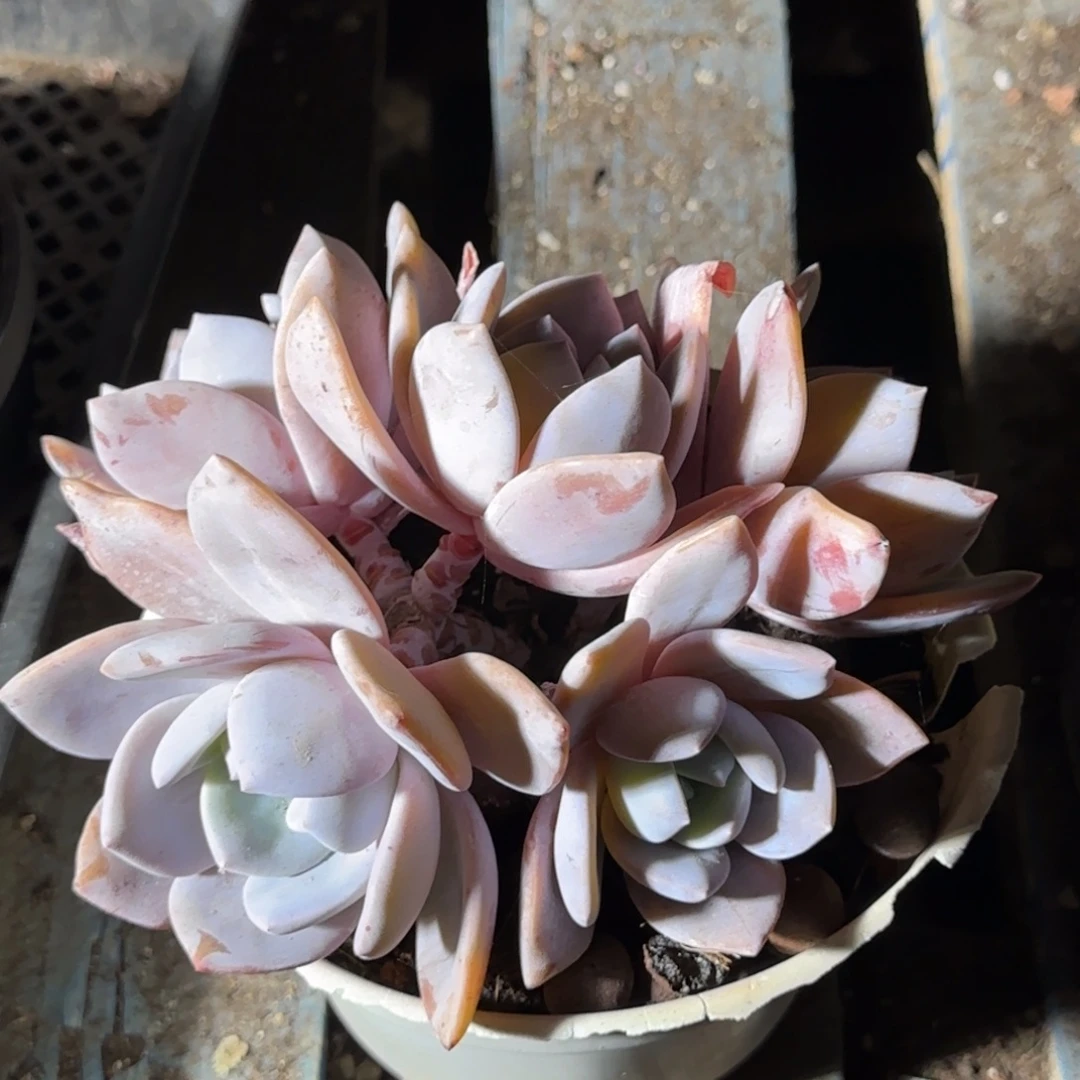 红茶一物一拍包装收缩花旱