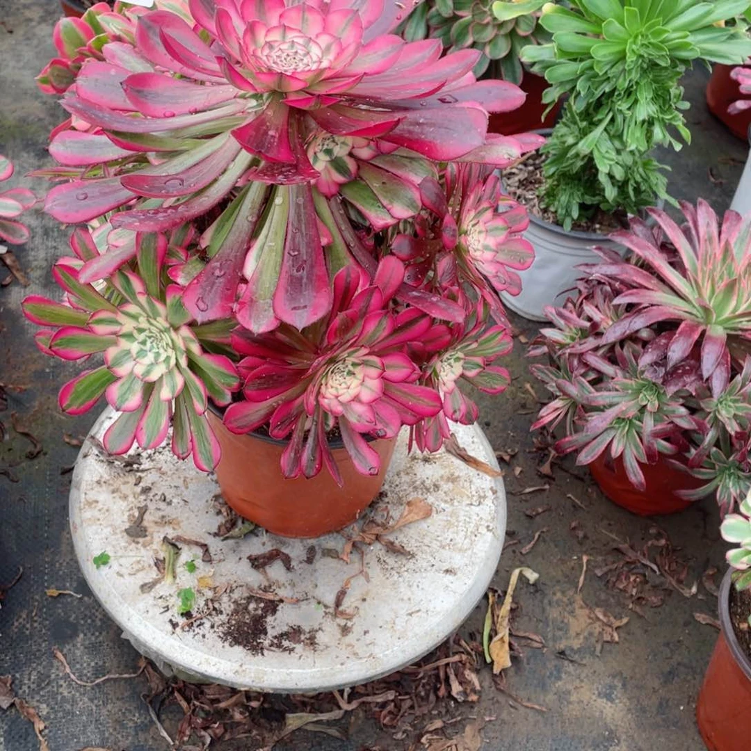 多肉植物红铜超白578