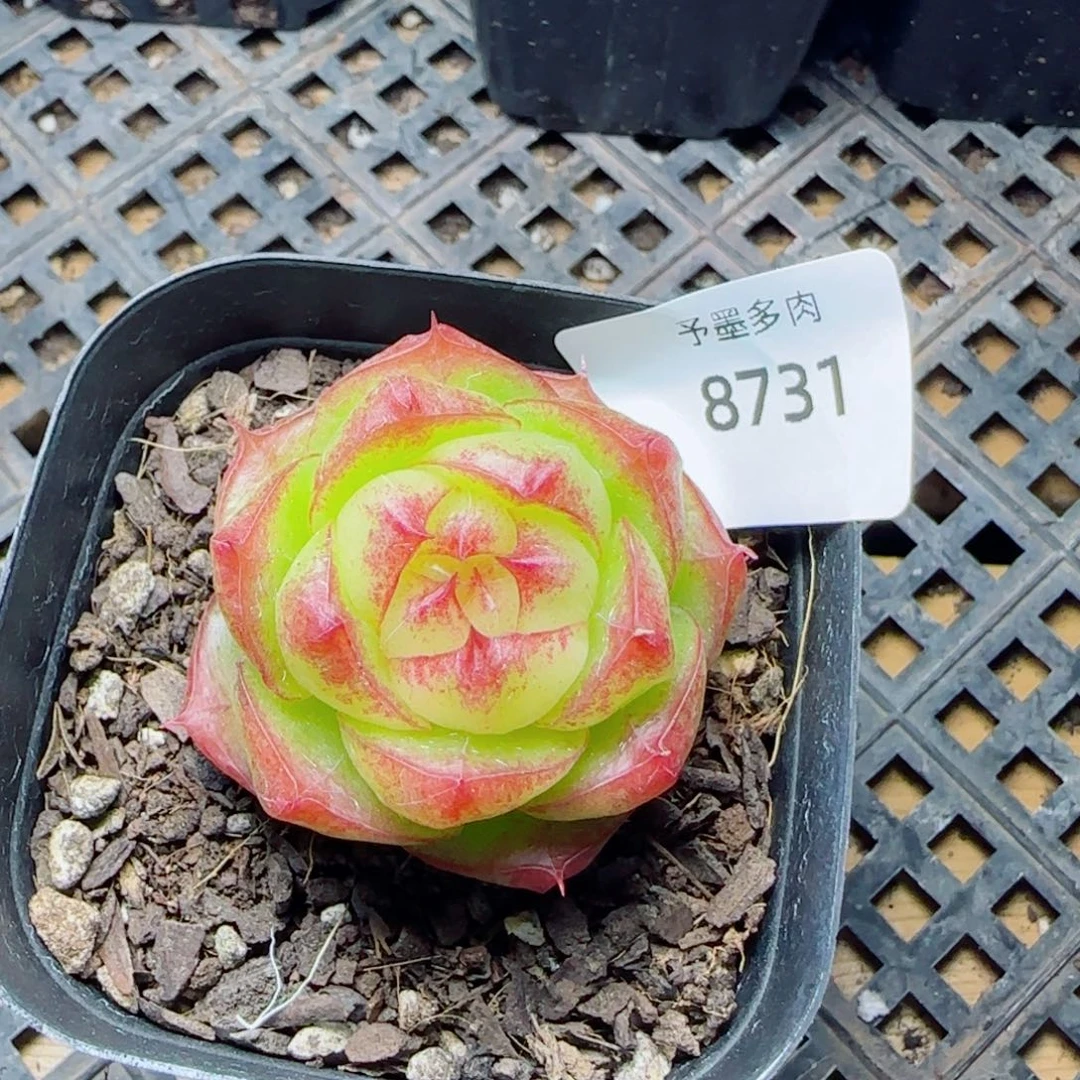 灵宝珍妮，8731多肉植物