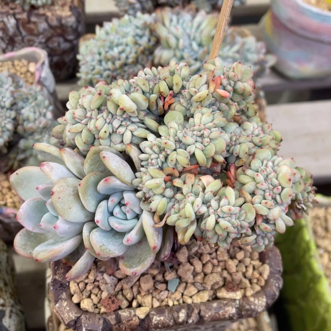 石榴子星影缀化小树满天星底切119