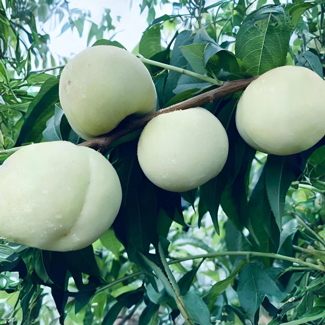 中桃白玉    免套袋5月底6月初成熟12份发苗