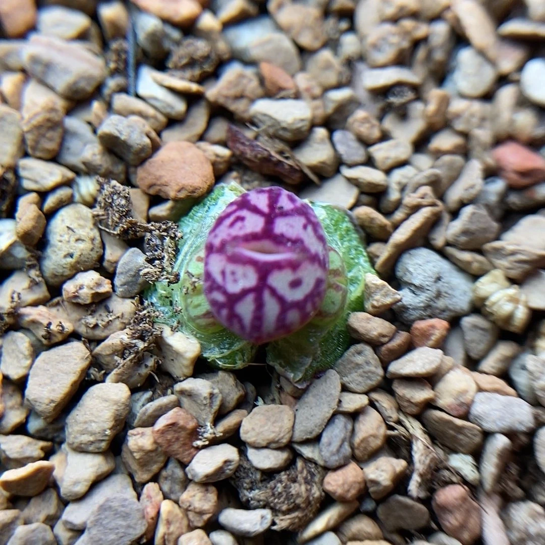 八重墨一颗三头包邮