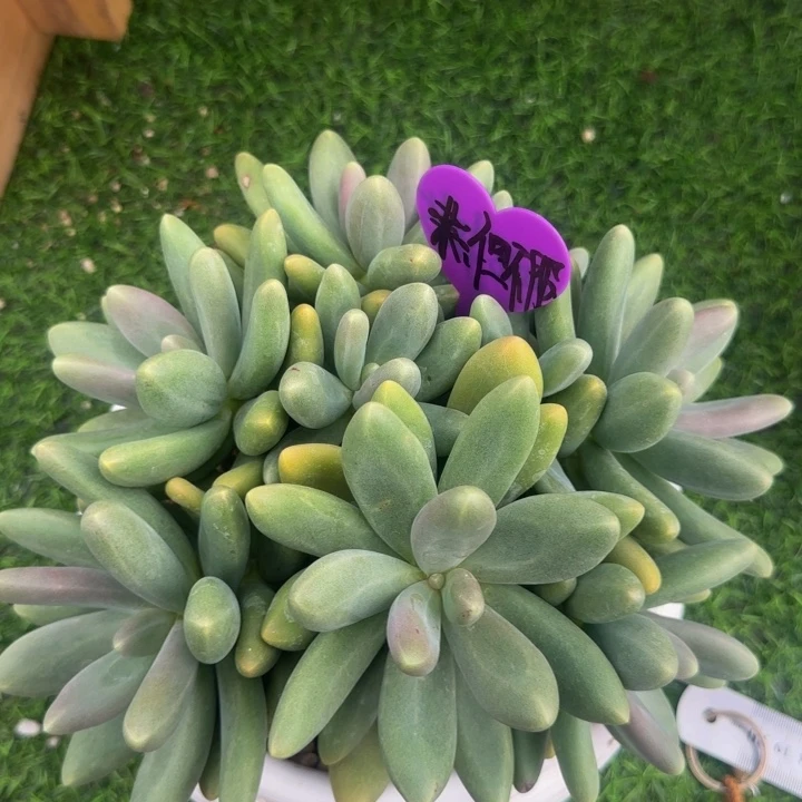 糖果美人群生多肉植物