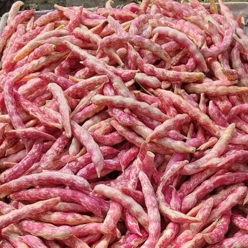 【苞出芽】【厂家直销】红金钩豆角种子高产四季播春秋架豆东北秋冬种