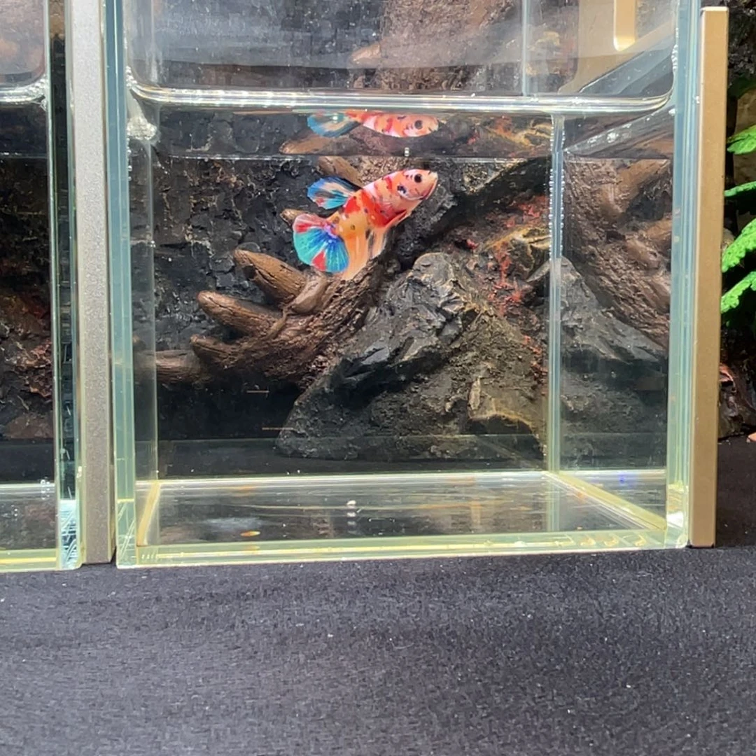 斗鱼十一月十二日竞价