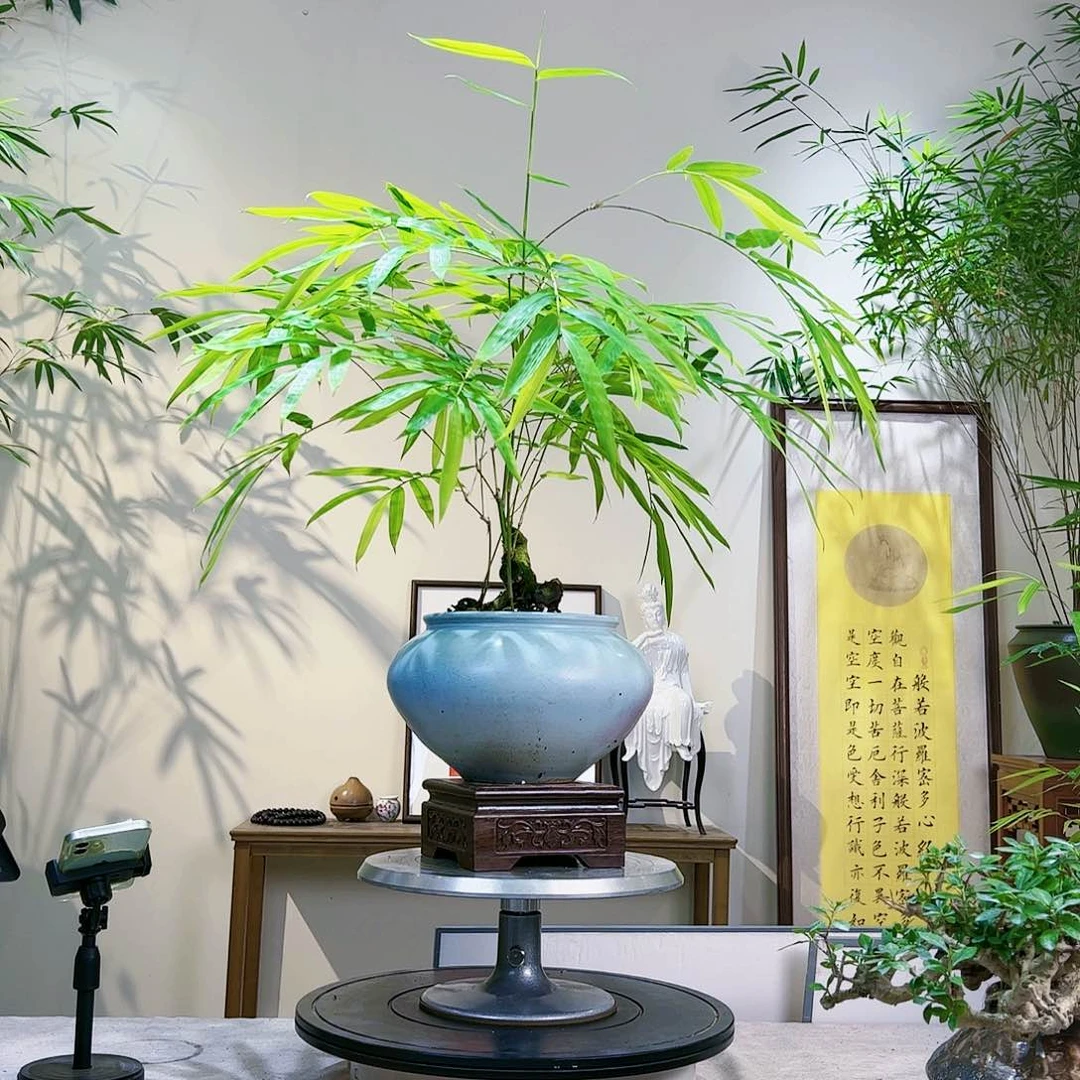 三**茶老桩精品竹盆景