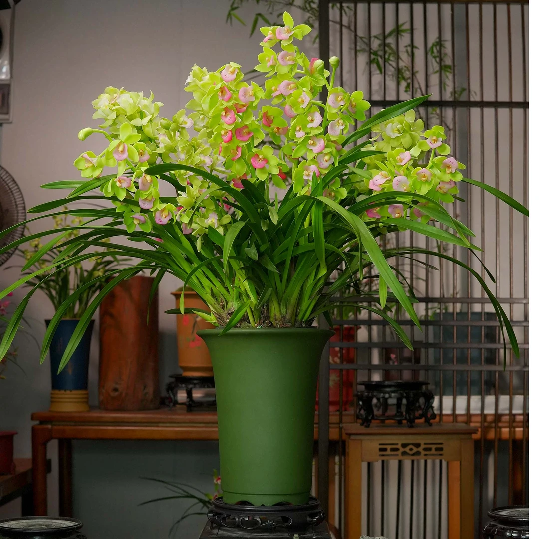 【蓝月香兰】带6-9花苞浓香型兰花宜兴高端民国绿紫砂盆